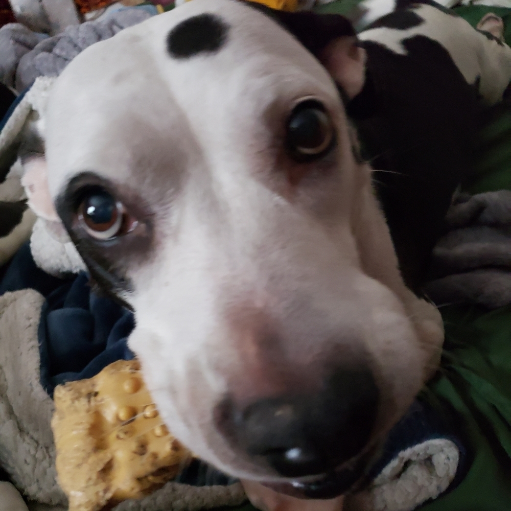 Perdita says thank you for her laser treatments!